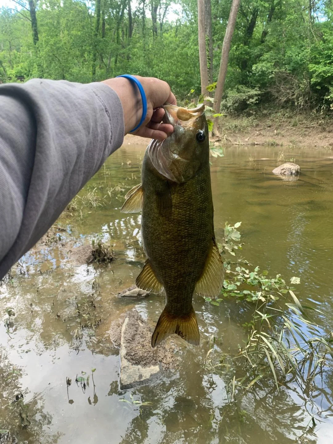 DEVINS BASS MAY 2025.webp