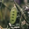 purple bean